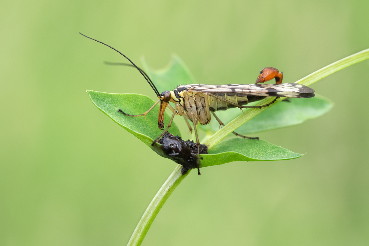 Scorpion Fly feeding